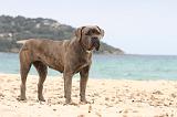 CANE CORSO 617